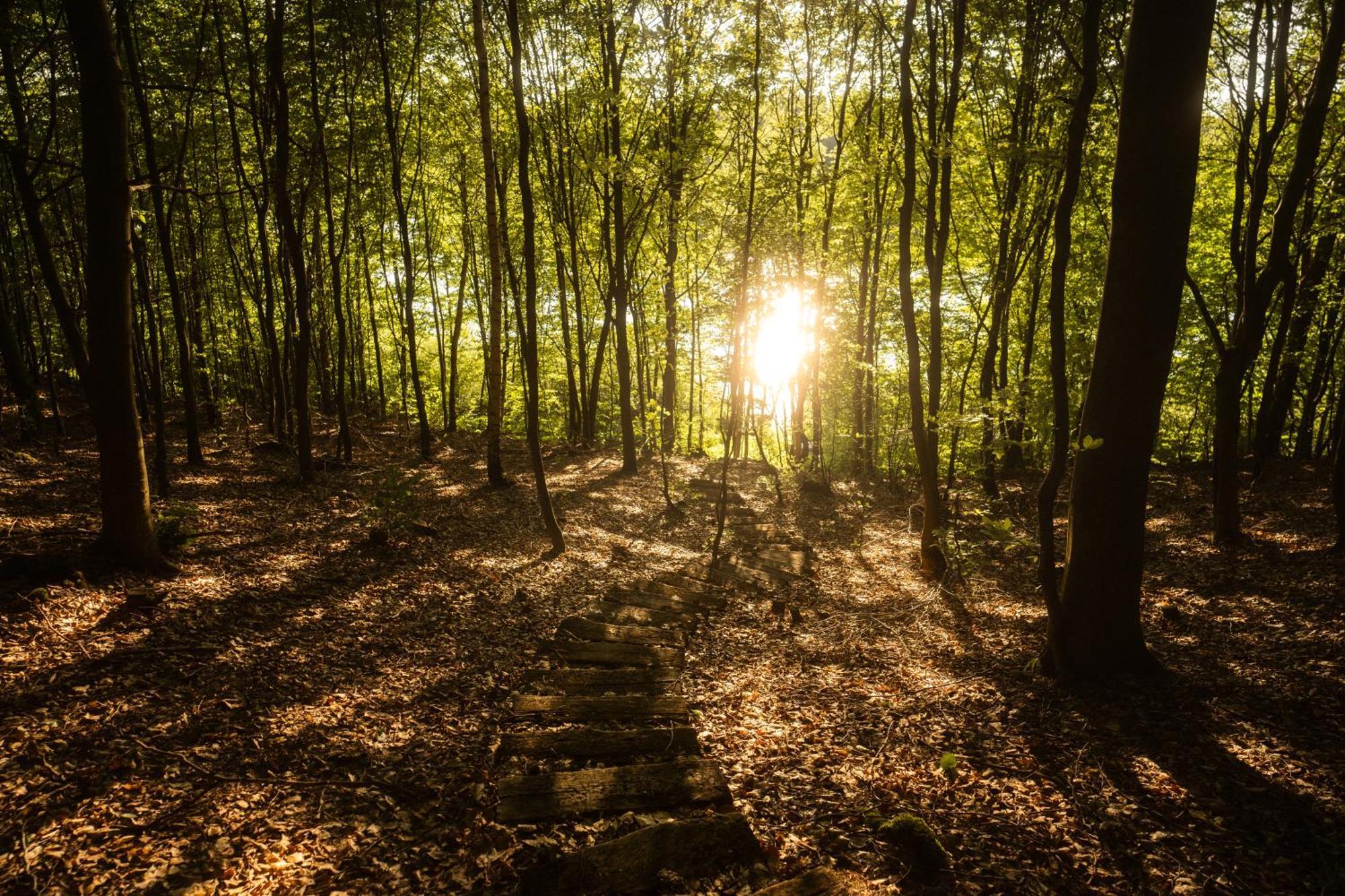 Domek Dla Pary Kaszuby Linia Brzegowa Jezioro Prywatny Las Roztoka  Buitenkant foto